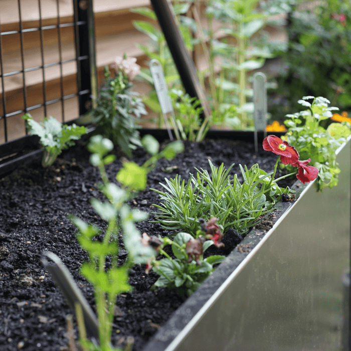 Red pansies, fresh rosemary, and young greens thriving in a modern black raised garden planter with dark soil.