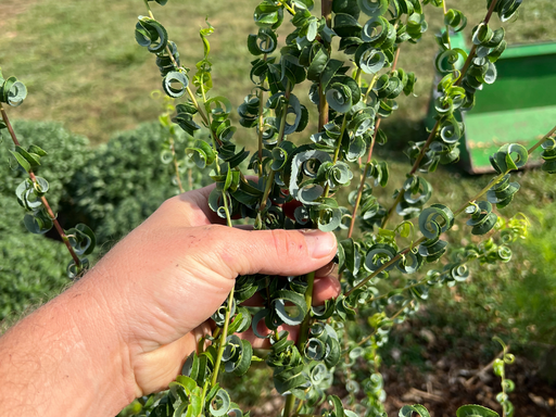 Hand holding a vibrant green plant with tightly spiraled leaves. Unique ornamental garden foliage.