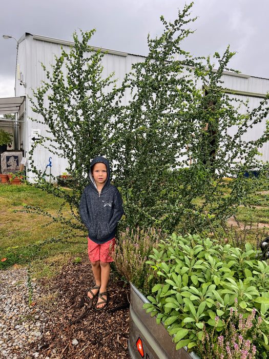 Young boy in hoodie and shorts by a distinctive green tree with curled leaves, near a farm store building and sage garden.