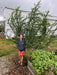 Young boy in hoodie and shorts by a distinctive green tree with curled leaves, near a farm store building and sage garden.