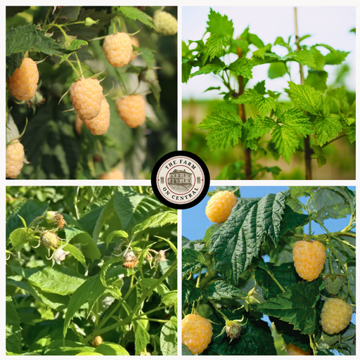 Golden raspberries at various stages: ripe fruit, green leaves, blossoms, and young berries on farm plants.