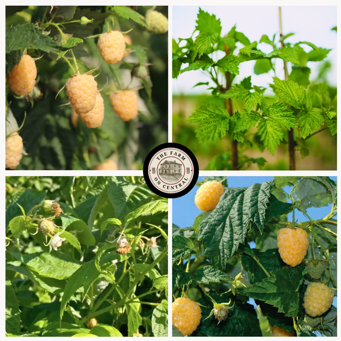 Golden raspberries at various stages: ripe fruit, green leaves, blossoms, and young berries on farm plants.