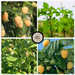 Golden raspberries at various stages: ripe fruit, green leaves, blossoms, and young berries on farm plants.
