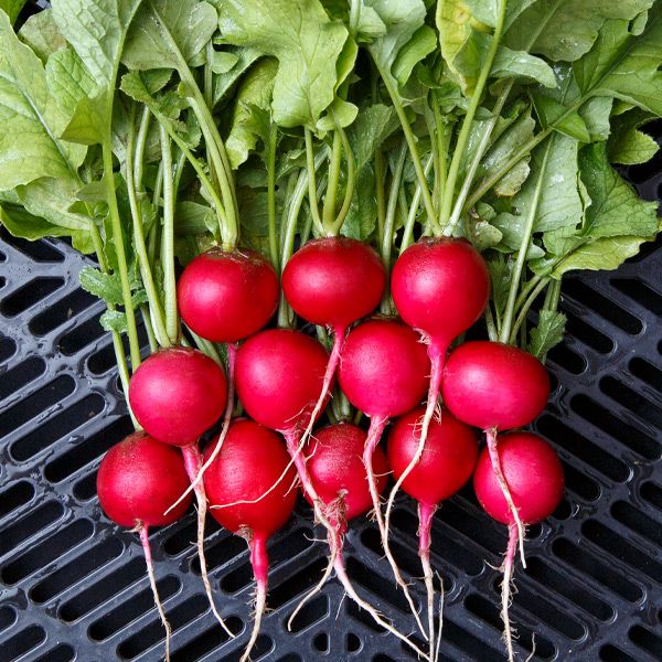 Fresh red radishes with green leaves and roots on a dark grate. Healthy garden vegetables.