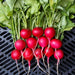 Fresh red radishes with green leaves and roots on a dark grate. Healthy garden vegetables.