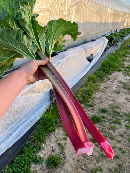 Hand holding vibrant red rhubarb stalks with green leaves, freshly harvested at a farm greenhouse.