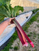 Hand holding vibrant red rhubarb stalks with green leaves, freshly harvested at a farm greenhouse.