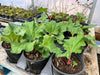 Vibrant rhubarb plants with green leaves and red stalks in black nursery pots, growing in a sunny greenhouse.