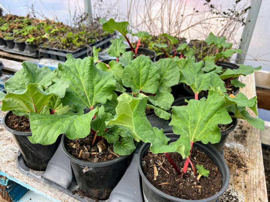 Vibrant rhubarb plants with green leaves and red stalks in black nursery pots, growing in a sunny greenhouse.