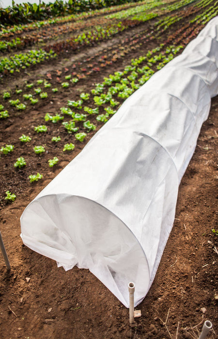 Frost and Insect Cover
