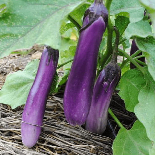 Vibrant purple Asian eggplants ripe for harvest in a mulched garden bed.