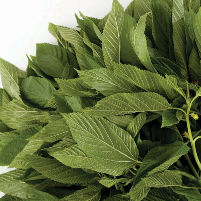 Fresh green molokhia leaves (jute mallow) and stem with a small yellow flower. Healthy, vibrant edible greens.