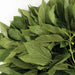 Fresh green molokhia leaves (jute mallow) and stem with a small yellow flower. Healthy, vibrant edible greens.