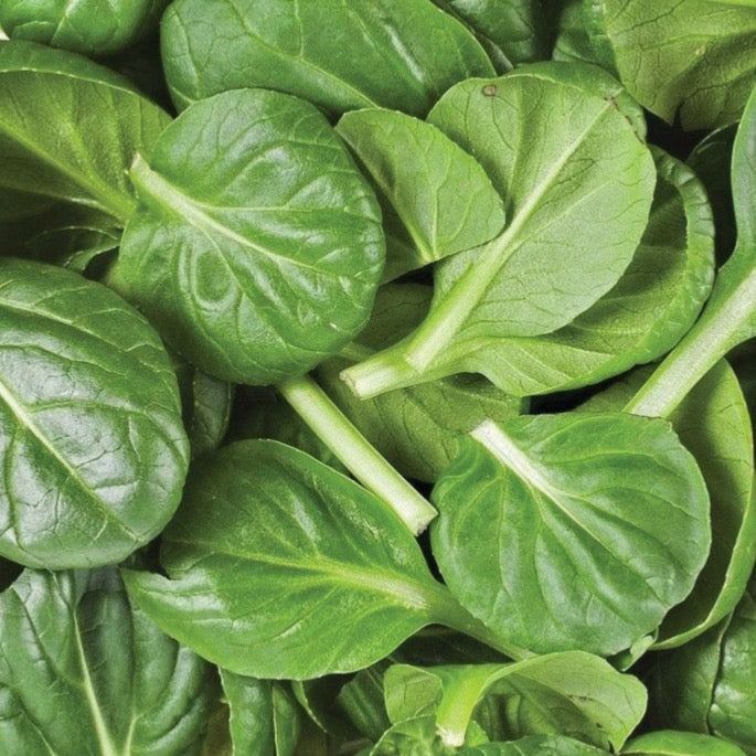 Fresh green baby spinach leaves. Healthy salad greens for nutritious meals.