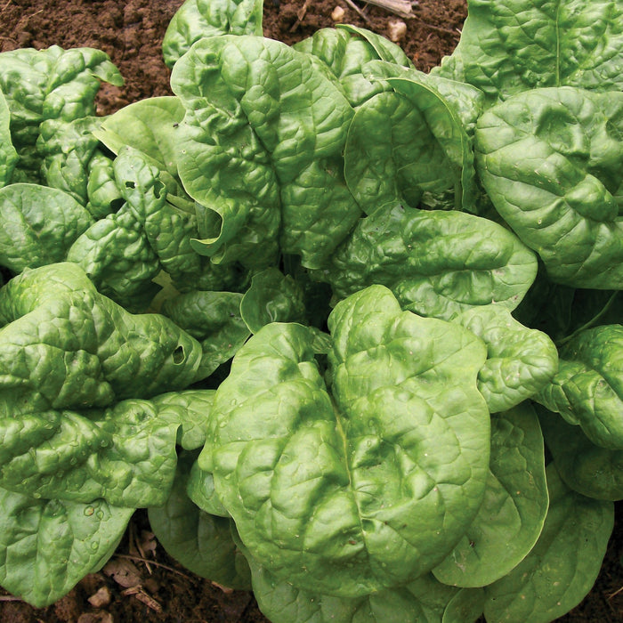 Fresh, healthy green spinach leaves with water droplets growing in fertile garden soil.