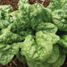 Fresh, healthy green spinach leaves with water droplets growing in fertile garden soil.