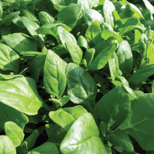 Fresh green baby spinach leaves growing in a healthy garden, vibrant organic produce.
