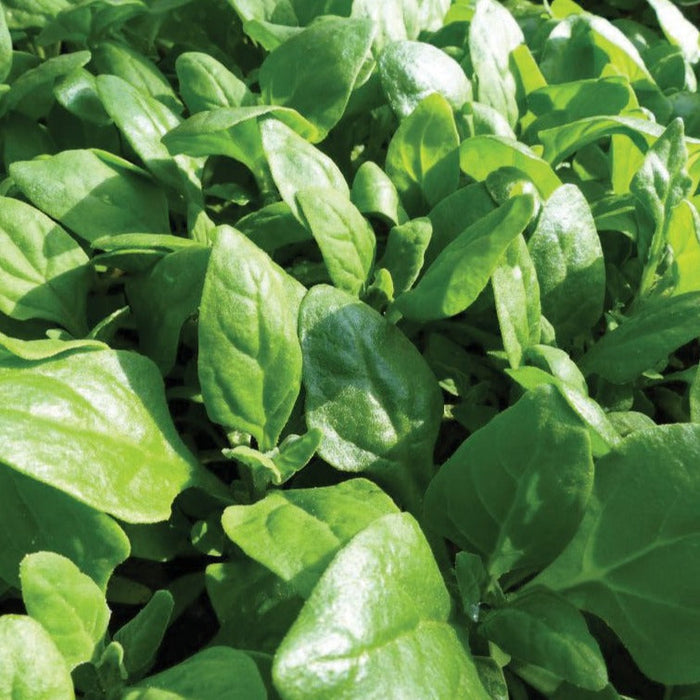 Fresh green baby spinach leaves growing in a healthy garden, vibrant organic produce.