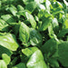 Fresh green baby spinach leaves growing in a healthy garden, vibrant organic produce.