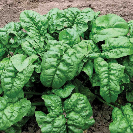 Fresh green spinach growing in rich garden soil. Healthy, organic vegetable leaves.