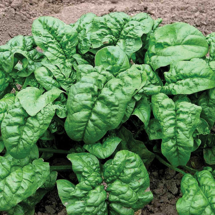Fresh green spinach growing in rich garden soil. Healthy, organic vegetable leaves.