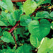 Vibrant Malabar spinach (Basella alba) vine with lush green leaves and striking red stems.