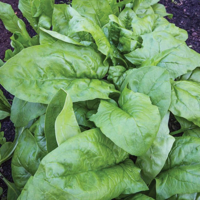 Fresh green spinach leaves growing in dark garden soil.