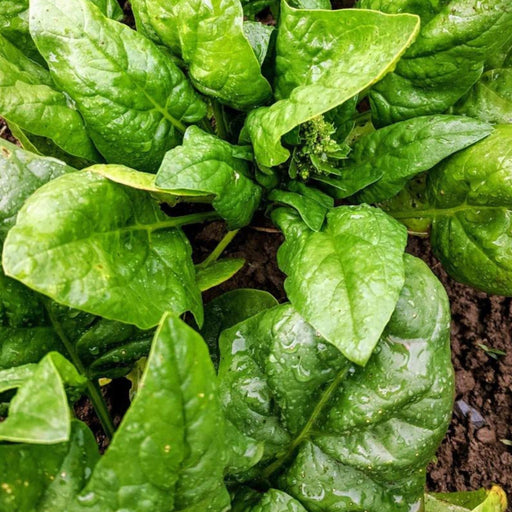 Fresh green spinach leaves with water droplets thriving in garden soil. Healthy leafy greens.