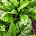 Fresh green spinach leaves with water droplets thriving in garden soil. Healthy leafy greens.