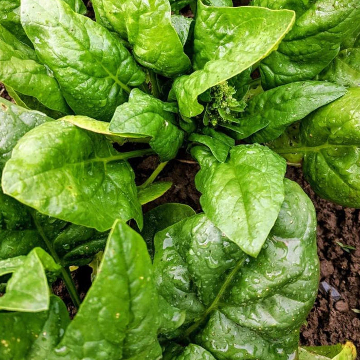 Fresh green spinach plants with water droplets in rich garden soil, ready for harvest.