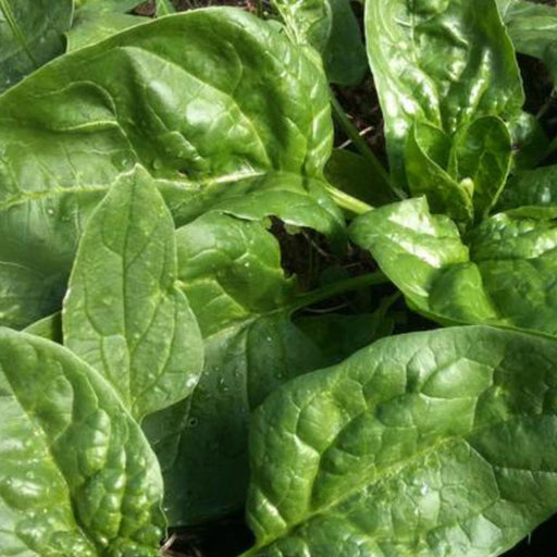 Lush green spinach plants, fresh leafy greens growing in a garden.