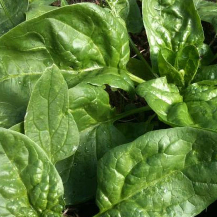 Lush green spinach plants, fresh leafy greens growing in a garden.