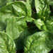 Lush green spinach plants, fresh leafy greens growing in a garden.