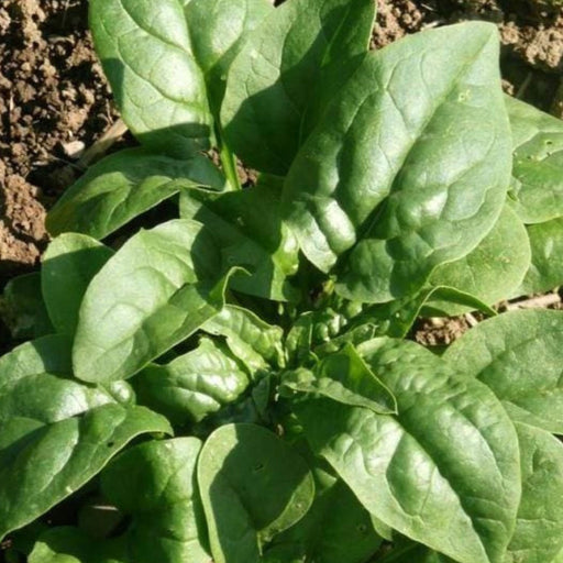 Fresh green spinach plant growing in rich garden soil.