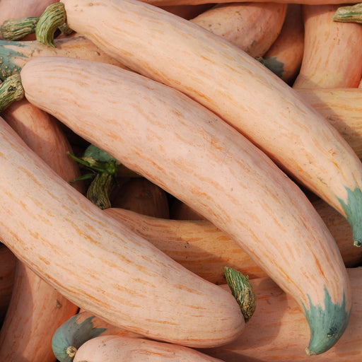 Long, pale orange striped winter squash with green stems, piled for autumn harvest.