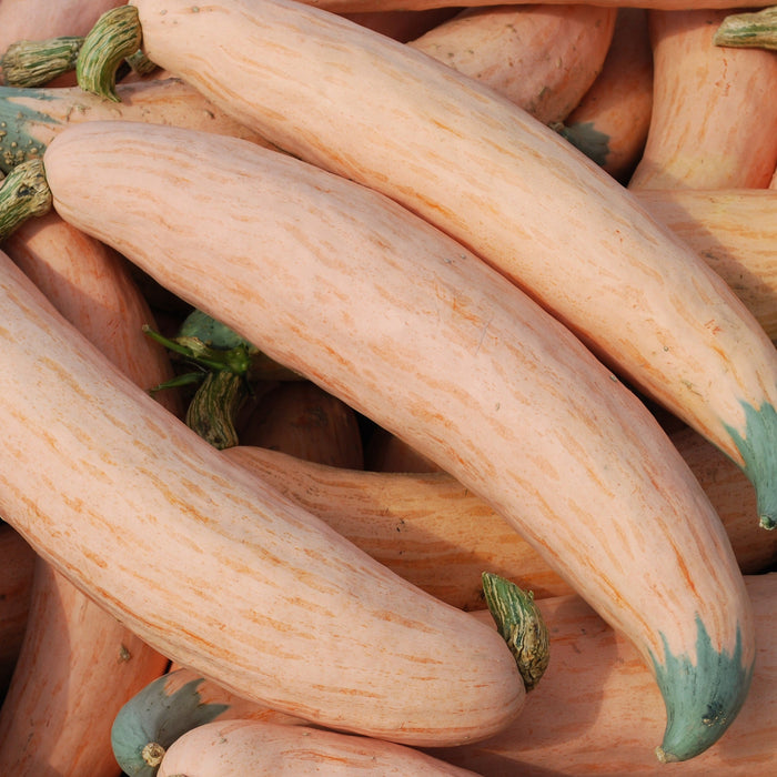 Long, pale orange striped winter squash with green stems, piled for autumn harvest.