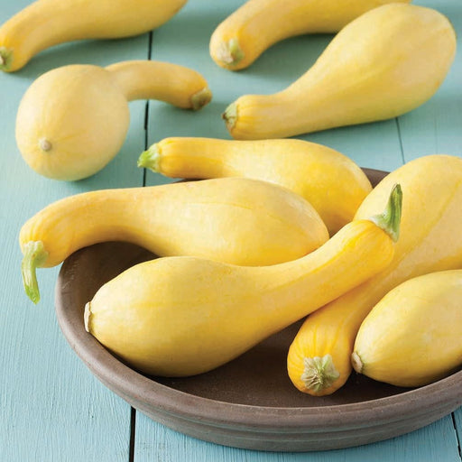 Fresh vibrant yellow summer squash, some in a rustic brown bowl, others on a light blue wooden surface.