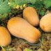 Golden butternut winter squash in a garden bed with green and dried leaves.