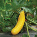 Fresh yellow zucchini squash ripening on the vine, surrounded by lush green leaves.