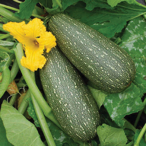 Two green speckled zucchini on the vine with a bright yellow flower and lush green leaves. Fresh garden harvest.