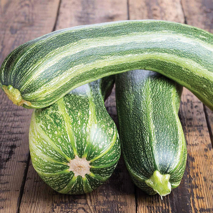 Three fresh green striped zucchini on rustic wood. Healthy summer squash.