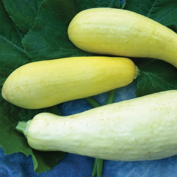 Three freshly harvested yellow zucchini, two bright, one pale, on dark green leaves.