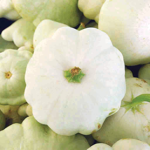 Fresh white pattypan squash with green stem, surrounded by more summer squash. Garden harvest.