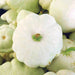 Fresh white pattypan squash with green stem, surrounded by more summer squash. Garden harvest.