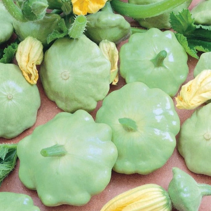 Green pattypan (scallop) squash with vibrant yellow blossoms. Fresh summer vegetables for gardening & cooking.