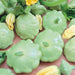 Green pattypan (scallop) squash with vibrant yellow blossoms. Fresh summer vegetables for gardening & cooking.