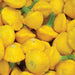 Pile of fresh yellow pattypan squash with green stems. Vibrant summer vegetables, healthy organic produce.