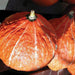 Close-up of vibrant orange ribbed pumpkins with light stems, ideal for autumn harvest, decor, or recipes.