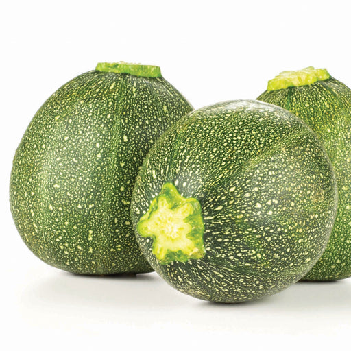 Three fresh globe zucchini with speckled green skin. Healthy round summer squash produce.