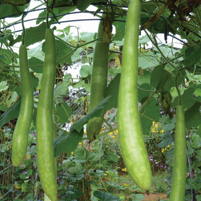 Long green bottle gourds (calabash) hanging from a garden trellis among lush leaves.